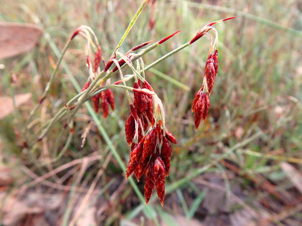 Hypolaena