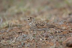 Mirafra erythroptera