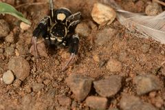 Stegodyphus tibialis