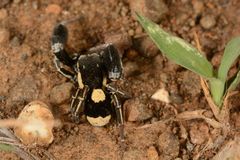 Stegodyphus tibialis