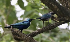 Lamprotornis chloropterus