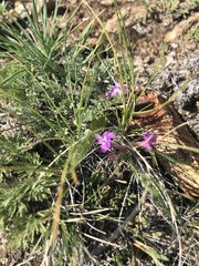 Astragalus angarensis