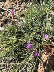 Astragalus angarensis