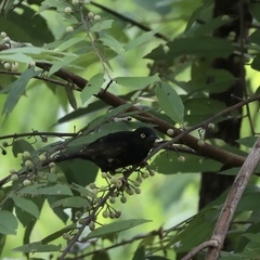 Ploceus nigerrimus
