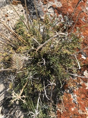 Ferulopsis hystrix