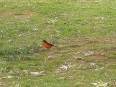 Laniarius erythrogaster