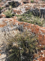 Ferulopsis hystrix