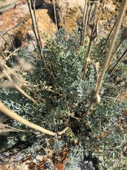 Phlojodicarpus sibiricus