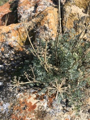 Phlojodicarpus sibiricus