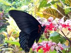 Papilio memnon