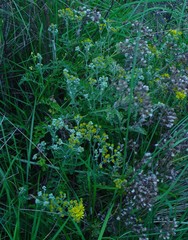 Jacobaea × albescens