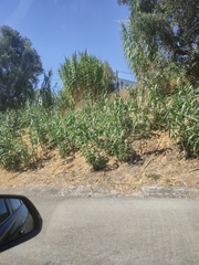 Arundo donax