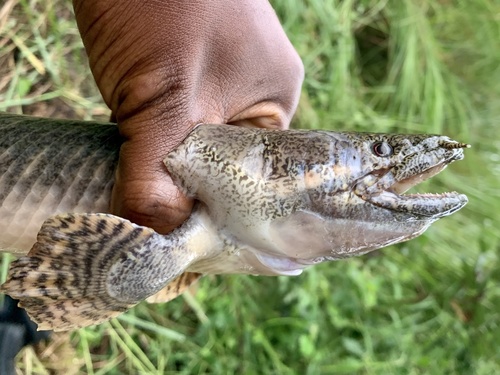 Ornate Bichir