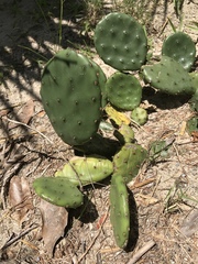 Opuntia mesacantha