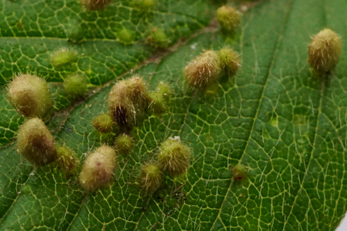 Fragariocoptes setiger