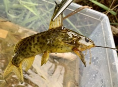 Synodontis