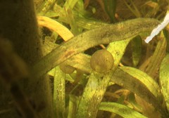 Pleurodelinae