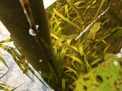 Pleurodelinae