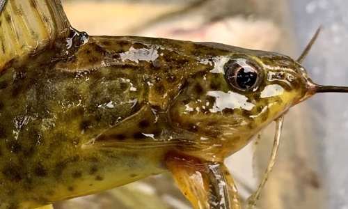 Greshoff's squeaker (Synodontis greshoffi) — Mochokidae — 3
