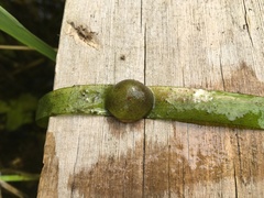 Pleurodelinae