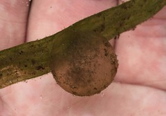 Pleurodelinae