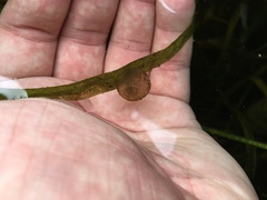 Pleurodelinae