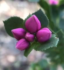 Boronia serrulata