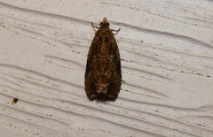 Olethreutes permundana