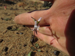 Disa biflora