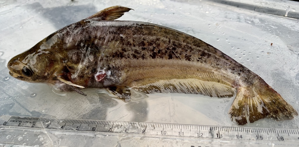 Shoulderspot Catfish