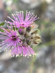 Kunzea capitata capitata