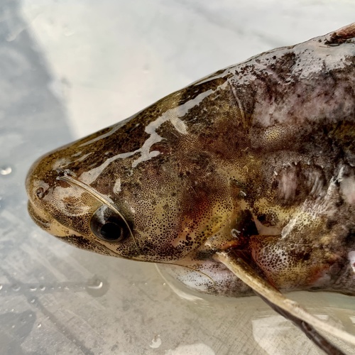 Shoulderspot catfish (Schilbe marmoratus) — Schilbeidae — 3