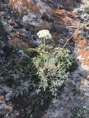 Phlojodicarpus sibiricus