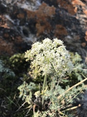 Phlojodicarpus sibiricus