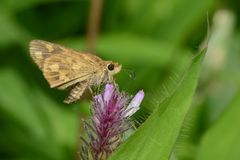 Taractrocera ceramas