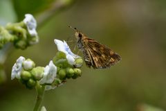 Taractrocera ceramas