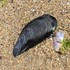Mytilus galloprovincialis