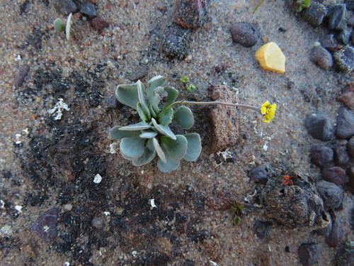 Image of Othonna cacalioides by (c) James Deacon, some rights reserved (CC BY-SA)