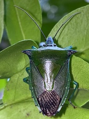 Rhynchocoris longirostris