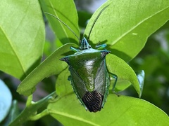 Rhynchocoris longirostris