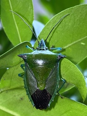 Rhynchocoris longirostris