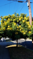 Cassia leptophylla