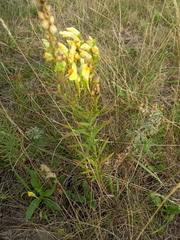Linaria vulgaris