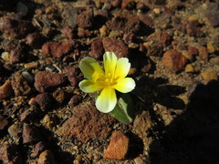 Moraea luteoalba
