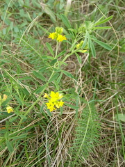 Medicago falcata