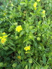 Potentilla supina