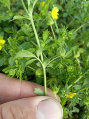 Potentilla supina