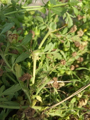 Potentilla supina