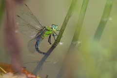 Anax nigrofasciatus