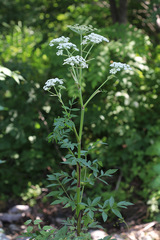 Angelica anomala